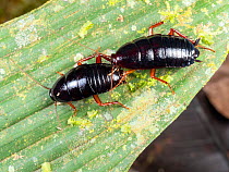 Cockroach courtship, A male approaches a female attracted by her pheremones, prior to copulation. In the rainforest, Yasuni National Park, Ecuador.