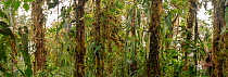 Tree trunks in montane rainforest covered with moss, epiphytes and Philodendron vines. At 2200m in elevation. Cordillera de Toisan, Los Cedros Biological Reserve, Imbabura Province, Ecuador. Digitally...