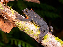 Guacamayo plump toad (Osornophryne guacamayo) climbing up branch at night. Base of Sumaco Volcano, Ecuador.