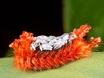 Shag-carpet moth caterpillar (Tarchon felderi) in the rainforest understory, Yasuni National Park, Ecuador, August.