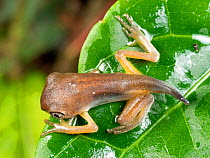 Recently metamorphosed juvenile Amazon leaf frog (Agalychnis hulli) in the vegetation above a pond in Yasuni National Park, Ecuador.