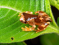 Metamorphosing froglet of the Sarayacu treefrog (Dendropsophus sarayacuensis) still with tail. Yasuni National Park, Ecuador, August.