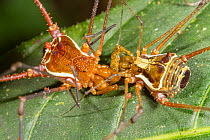 Giant harvestmen (Opiliones) male and female approach each other prior to copulation, the individual on the left is presumably the male. Los Cedros Biological Reserve, Ecuador.