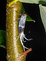 Wax-tailed bug (Pterodictya sp) in the rainforest understory, Yasuni National Park, Ecuador, November.