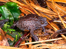 Sumaco plump toad (Osornophryne sumacoensis) in Bamboo (Chusquea sp) leaf litter at night. Vulnerable species only known in this locality. Base of Sumaco Volcano, Ecuador. Endemic.