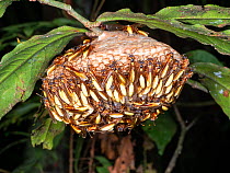 Nocturnal paper wasp (Apoica pallens) colony at nest. Orellana Province, Ecuador.