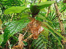 Wasp nest (Polybia sp.) hanging from a rainforest understory shrub in Yasuni National Park, Ecuador. The wasps are in a defensive position outside the nest to repel an attack.