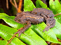 Guacamayo plump toad (Osornophryne guacamayo) pair mating at night. Base of Sumaco Volcano, Ecuador.