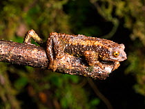 Guacamayo plump toad (Osornophryne guacamayo) on branch at night. Base of Sumaco Volcano, Ecuador.