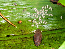 Cockroach with a brood of young. Several species carry the egg case or ootheca within the body until the eggs hatch and some may continue to protect the young after they have hatched. Yasuni National...