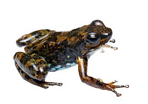 Confusing rocket frog (Ectopoglossus confusus). Endangered species, individual part of rediscovered population. Population under threat as it lies within a mining concession. Rio Junin, Imbabura Provi...
