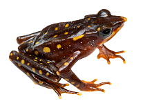 Longnose harlequin frog (Atelopus longirostris), critically endangered species. Was considered extinct but four individuals were rediscovered in 2016. This individual was photographed at same site. Ju...