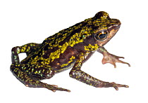 An undescribed species of Harlequin Toad known provisionally as Atelpus condor. Found at a remote location on the slopes of a Tepuy above Rio Nangaritza, Cordillera del Condor, Ecuador, March 2018. (N...