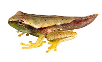 Metamorphosing froglet of the Quacking river frog (Boana lanciformis) still with tail. Yasuni National Park, Ecuador.
