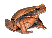Giant Ecuadorian toad (Rhaebo ecuadorensis). Yasuni National Park, Ecuador.