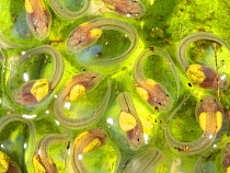 Tadpoles developing within the nest of of the Santa Cecilia Cochran frog (Teratohyla midas). The eggs develop within the gelainous nest on the underside of a leaf. The tadpoles will drop into a rainfo...