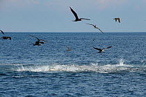 Magnificent frigate bird (Fregata magnificens) feeding from above and Yellowfin tuna (Thunnus albacares) feeding from below on Sardine bait ball. Sardines making sea surface boil as they attempt escap...