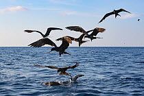 Magnificent frigate bird (Fregata magnificens) flock and Pink-footed shearwater (Ardenna creatopus) gathering around Olive ridley turtle (Lepidochelys olivacea) to feed on Bait fish hiding under it. P...