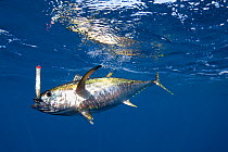 Yellowfin tuna (Thunnus albacares) hooked on lure with treble hook. Pacific Ocean, Cabo San Lucas, Baja California, Mexico. 2009.