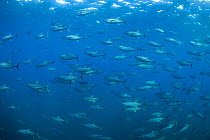 Yellowfin tuna (Thunnus albacares) school. Pacific Ocean, Southern Costa Rica.