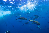 Yellowfin tuna (Thunnus albacares) and Pantropical spotted dolphin (Stenella attenuata) pod feeding on bait fish beneath water surface. Pacific Ocean, Southern Costa Rica.