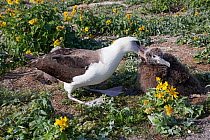 Laysan albatross (Phoebastria immutabilis) attacking unrelated chick to keep it away from its own nesting area. Sand Island, Midway Atoll National Wildlife Refuge, Papahanaumokuakea Marine National Mo...