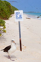 Laysan albatross (Phoebastria immutabilis) walking next to closure sign on beach, many albatrosses in sky. Beach closed by US Fish and Wildlife Service to protect wildlife. Sand Island, Midway Atoll N...
