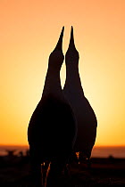 Laysan albatross (Phoebastria immutabilis) pair sky pointing during courtship, silhouetted on coast at sunrise. Sand Island, Midway Atoll National Wildlife Refuge, Papahanaumokuakea Marine National Mo...