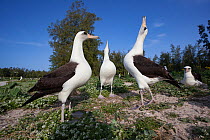 Laysan albatross (Phoebastria immutabilis) group, two sky pointing in courtship. Sand Island, Midway Atoll National Wildlife Refuge, Papahanaumokuakea Marine National Monument, Northwest Hawaiian Isla...