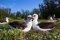Laysan albatross (Phoebastria immutabilis) pair in courtship with beaks crossed. Sand Island, Midway Atoll National Wildlife Refuge, Papahanaumokuakea Marine National Monument, Northwest Hawaiian Isla...
