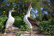 Laysan albatross (Phoebastria immutabilis) pair in courtship, one sky pointing. Sand Island, Midway Atoll National Wildlife Refuge, Papahanaumokuakea Marine National Monument, Northwest Hawaiian Islan...