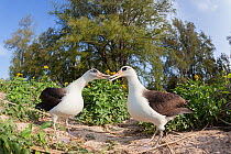 Laysan albatross (Phoebastria immutabilis) pair billing during courtship. Sand Island, Midway Atoll National Wildlife Refuge, Papahanaumokuakea Marine National Monument, Northwest Hawaiian Islands, US...