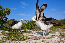 Laysan albatross (Phoebastria immutabilis) pair in courtship, one preening, the other bill pointing. Sand Island, Midway Atoll National Wildlife Refuge, Papahanaumokuakea Marine National Monument, Nor...