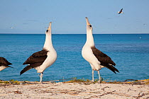 Laysan albatross (Phoebastria immutabilis) pair sky pointing in courtship dance. Sand Island, Midway Atoll National Wildlife Refuge, Papahanaumokuakea Marine National Monument, Northwest Hawaiian Isla...