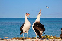 Laysan albatross (Phoebastria immutabilis) pair in courtship dance, one sky pointing. Sand Island, Midway Atoll National Wildlife Refuge, Papahanaumokuakea Marine National Monument, Northwest Hawaiian...
