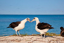 Laysan albatross (Phoebastria immutabilis) pair billing during courtship. Sand Island, Midway Atoll National Wildlife Refuge, Papahanaumokuakea Marine National Monument, Northwest Hawaiian Islands, US...