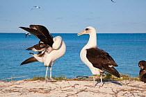 Laysan albatross (Phoebastria immutabilis) pair, one side preening during courtship dance. Sand Island, Midway Atoll National Wildlife Refuge, Papahanaumokuakea Marine National Monument, Northwest Haw...