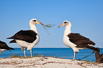 Laysan albatross (Phoebastria immutabilis) pair, male presenting nesting material during courtship. Sand Island, Midway Atoll National Wildlife Refuge, Papahanaumokuakea Marine National Monument, Nort...