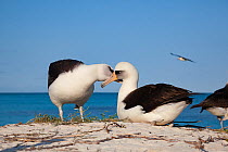 Laysan albatross (Phoebastria immutabilis) pair allopreening during courtship. Sand Island, Midway Atoll National Wildlife Refuge, Papahanaumokuakea Marine National Monument, Northwest Hawaiian Island...