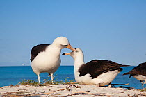 Laysan albatross (Phoebastria immutabilis) pair allopreening during courtship at sunrise. Sand Island, Midway Atoll National Wildlife Refuge, Papahanaumokuakea Marine National Monument, Northwest Hawa...