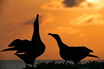 Black-footed albatross (Phoebastria nigripes) pair in courtship dance, one sky pointing. Silhouetted on coast at sunset. Sand Island, Midway Atoll National Wildlife Refuge, Papahanaumokuakea Marine Na...