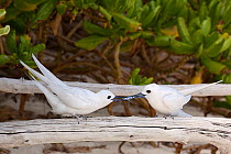 White tern (Gygis alba candida) pair, male presenting female with juvenile flying fish, a nuptial gift. Sand Island, Midway Atoll National Wildlife Refuge, Papahanaumokuakea Marine National Monument,...