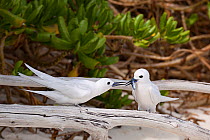 White tern (Gygis alba candida) pair, female with juvenile flying fish presented by mate as nuptial gift. Sand Island, Midway Atoll National Wildlife Refuge, Papahanaumokuakea Marine National Monument...