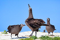 Black-footed albatross (Phoebastria nigripes) pair in courtship dance, one sky pointing with another albatross observing in background. Sand Island, Midway Atoll National Wildlife Refuge, Papahanaumok...