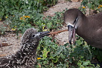 Black-footed albatross (Phoebastria nigripes) attempting to feed chick marine debris, a monofilament fishing line coated with fish eggs. Sand Island, Midway Atoll National Wildlife Refuge, Papahanaumo...