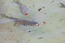 Striped mullet (Mugil cephalus), two feeding by surface skimming. Sand Island, Midway Atoll National Wildlife Refuge, Papahanaumokuakea Marine National Monument, Northwest Hawaiian Islands, USA.