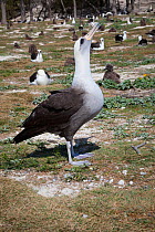 Hybrid Laysan albatross x Blackfooted albatross (Phoebastria immutabilis x nigripes) sky-pointing while courting Laysan albatross, within breeding colony. Sand Island, Midway Atoll National Wildlife R...
