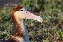 Short-tailed albatross (Phoebastria albatrus) juvenile, portrait. Sand Island, Midway Atoll National Wildlife Refuge, Papahanaumokuakea Marine National Monument, Northwest Hawaiian Islands, USA.