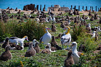 Short-tailed albatross (Phoebastria albatrus) decoys surrounded by nesting Laysan albatross (Phoebastria immutabilis) and chicks. Decoys aim to attract mature Critically Endangered Short-tailed albatr...