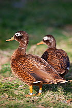 Laysan duck (Anas laysanensis) pair. Critically Endangered, the world&#39;s rarest duck. Eastern Island, Midway Atoll National Wildlife Refuge, Papahanaumokuakea Marine National Monument, Northwest Ha...
